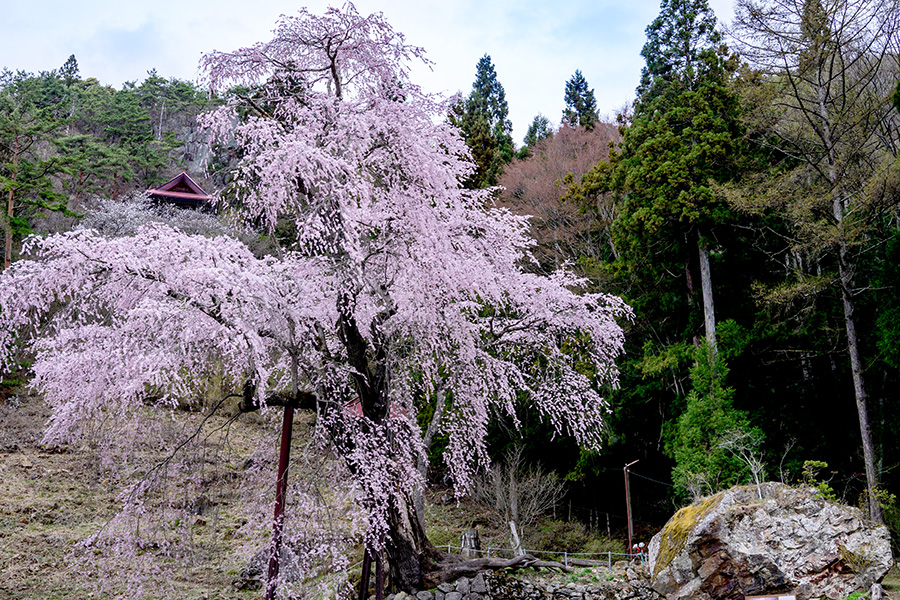 赤和観音のしだれ桜