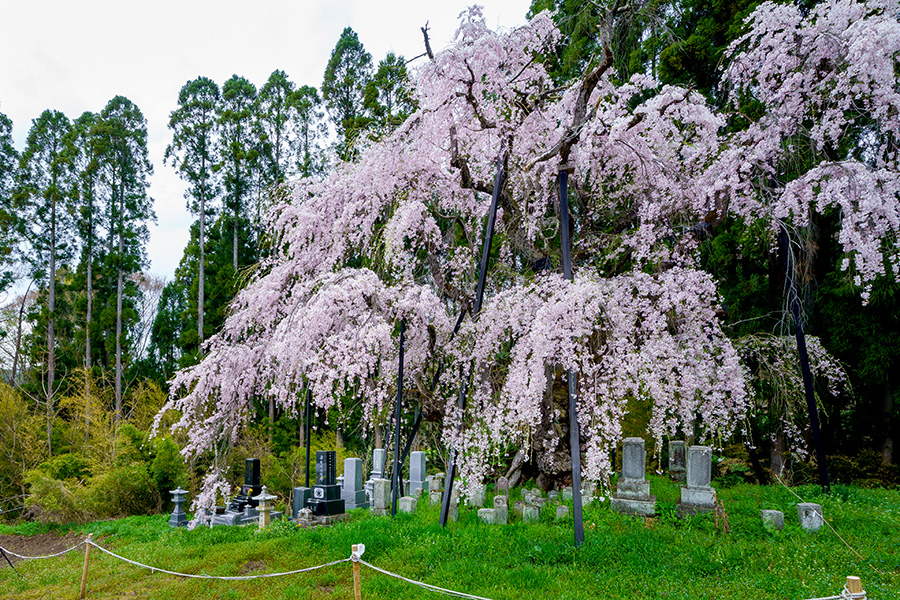 坪井のしだれ桜