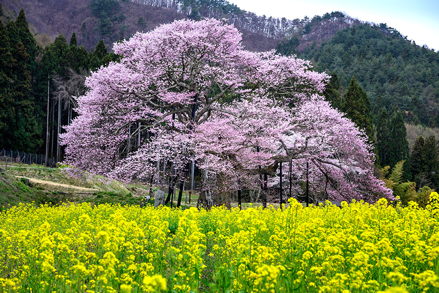 黒部のえどひがん桜