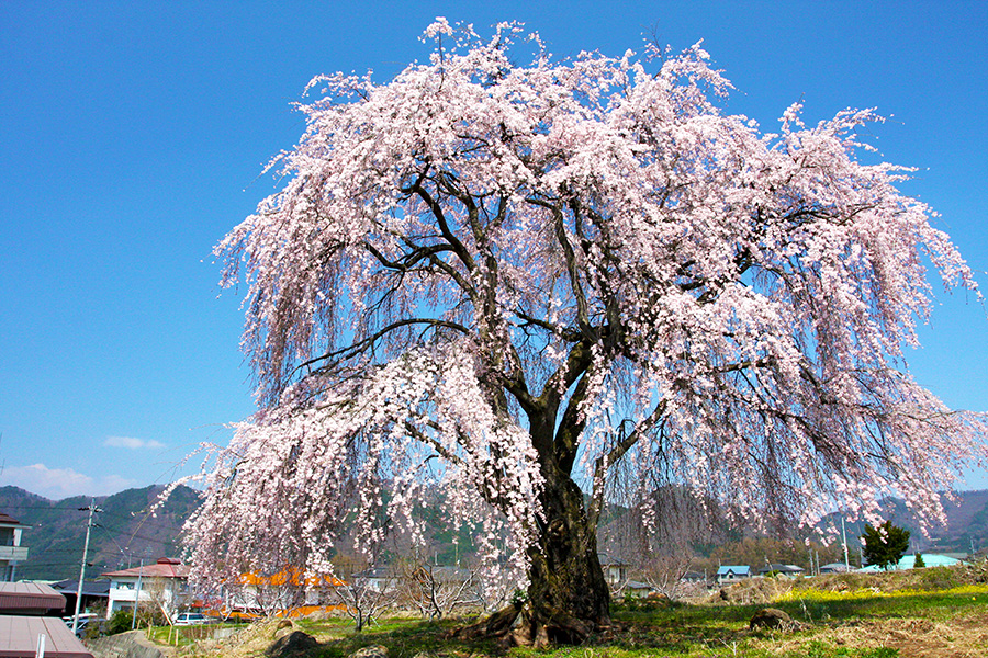 和美（なごみ）のしだれ桜