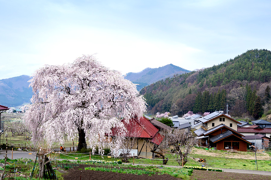 中塩のしだれ桜