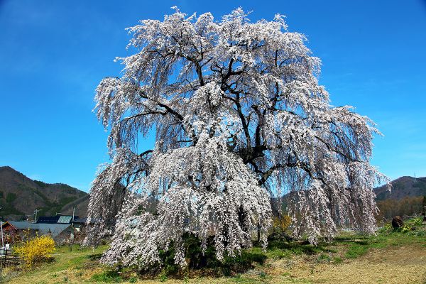 しだれ桜　素敵です・・・