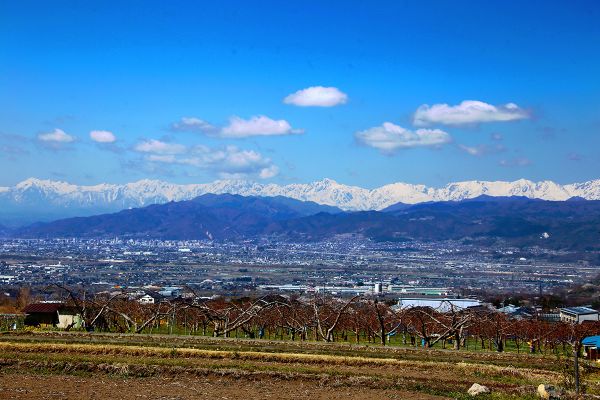 高山村・しだれ桜