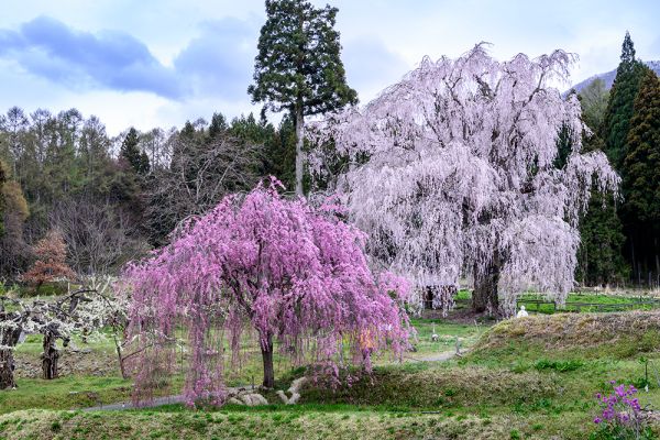 しだれ桜の里「2022年　高山村　桜開花情報」