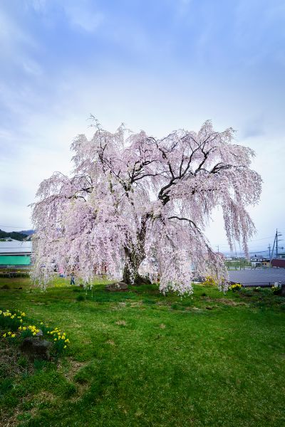 2022年　信州高山村　しだれ桜開花状況