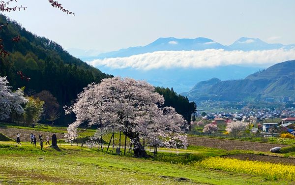 北信五岳（飯綱・戸隠、黒姫、妙高・斑尾）を望む黒部のえどひがん桜