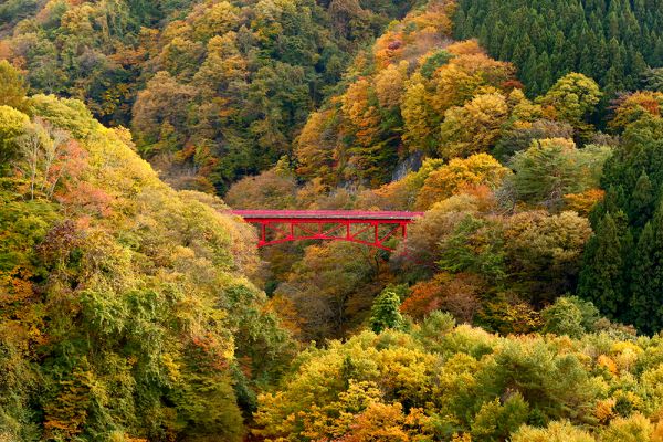 27日の紅葉状況