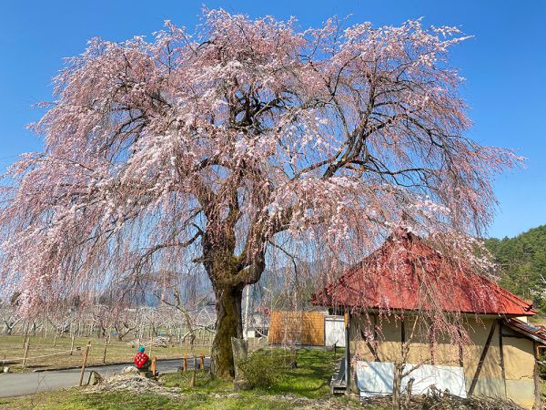 2023年信州高山村桜開花情報