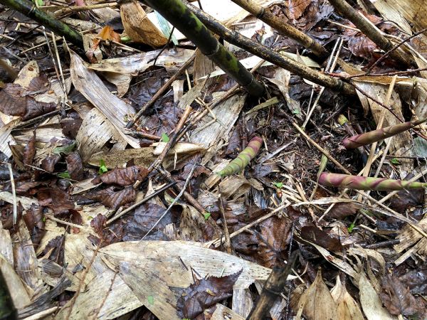 高山村産「根曲がり竹」