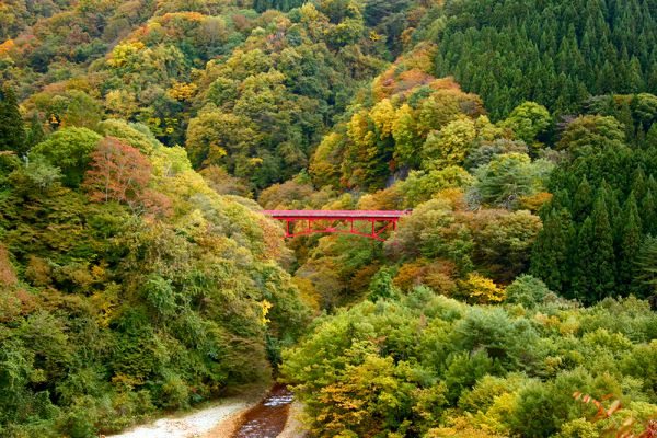 高井橋紅葉色づき始めました