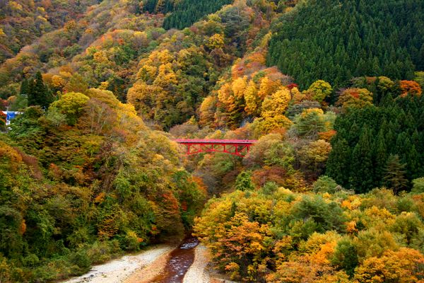 本日の松川渓谷高井橋の紅葉