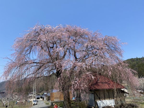 2024年4月12日更新　高山村桜開花情報