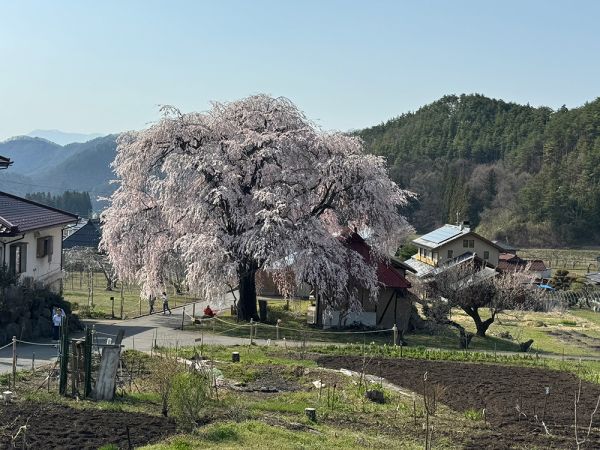 信州高山村桜情報