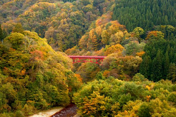 11月1日紅葉状況