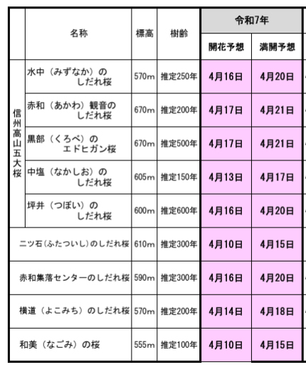 信州・高山村 桜開花状況2025