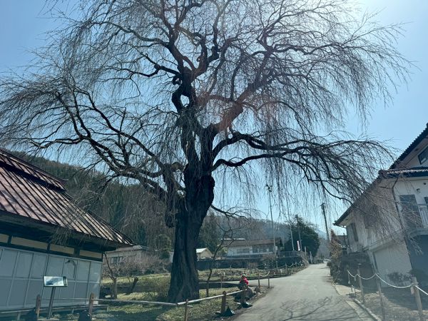 信州・高山村 桜開花状況2025