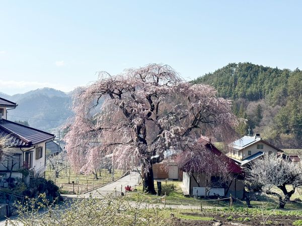 中塩のしだれ桜５分咲きになりました。