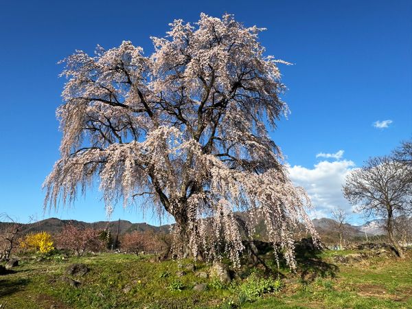 和美・中塩のしだれ桜が満開になりました。