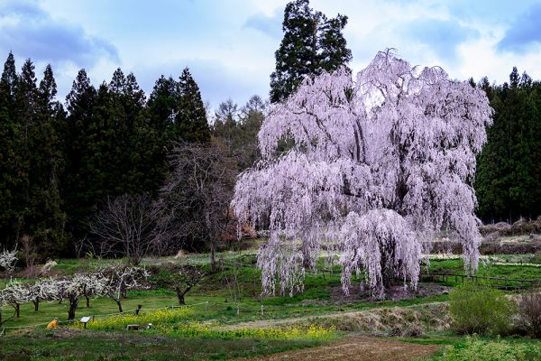 しだれ桜の里「高山村」桜満開です。