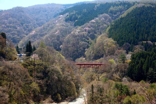 山田温泉の桜・松川渓谷オオヤマザクラ見頃です。