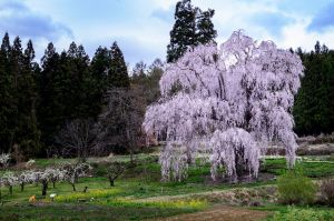 しだれ桜の里